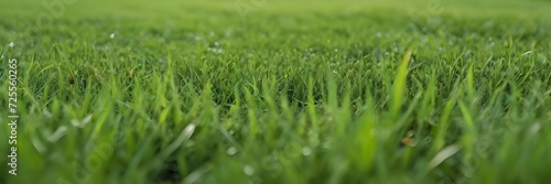 close up of green grass with garden background, ground photoshot