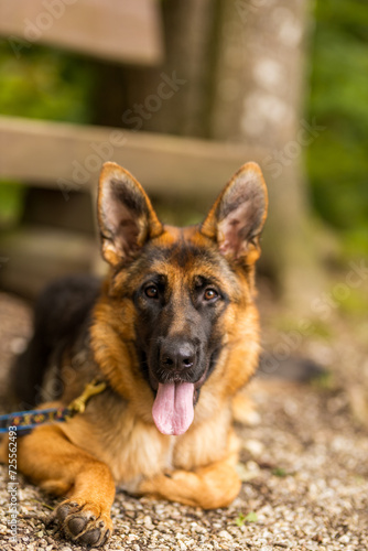 Der Deutsche Schäferhund 