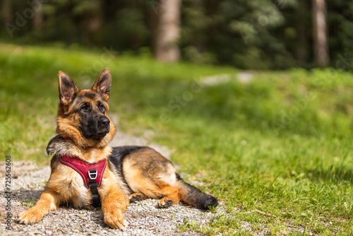 Junger Schäferhund mit Geschirr 