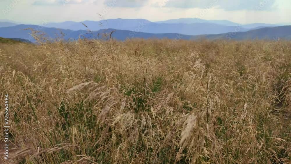Beautigul grasses on the meadow in Carpathian mountains, Ukraine Beautigul grasses on the meadow in Carpathian mountains, Ukraine