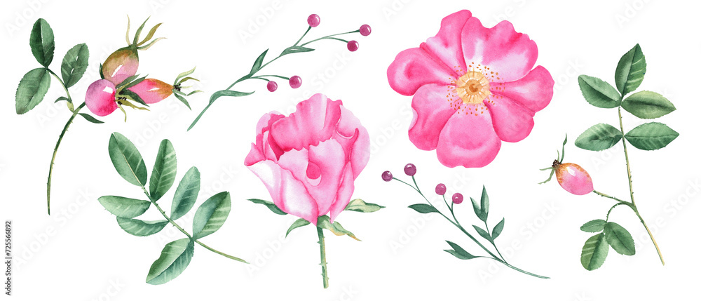 custom made wallpaper toronto digitalWatercolor set of dog rose flowers, leaves and green branches with pink berries isolated on white background. Botanical hand drawn illustration.