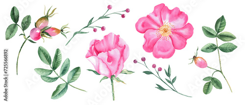 Wallpaper Mural Watercolor set of dog rose flowers, leaves and green branches with pink berries isolated on white background. Botanical hand drawn illustration. Torontodigital.ca