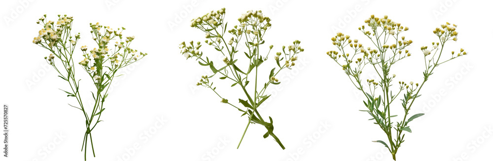 Parthenium hysterophorus isolated on transparent background cutout