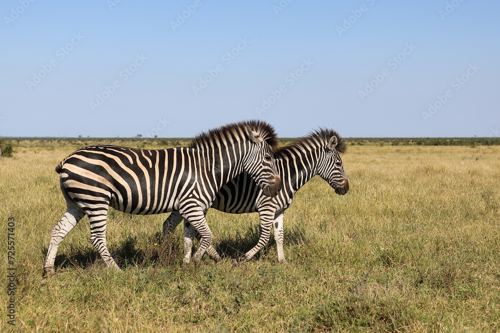 Naklejka premium Steppenzebra / Burchell's zebra / Equus quagga burchellii