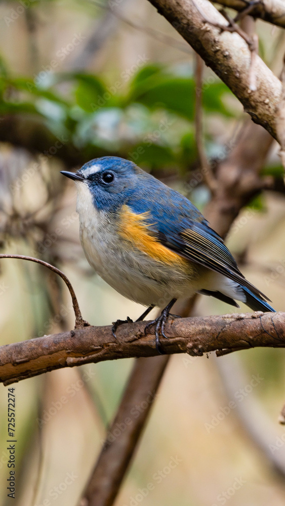 Red-breasted Redstart Red-breasted Redstart
