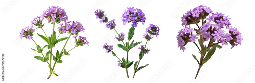 Verbena officinalis isolated on transparent background cutout