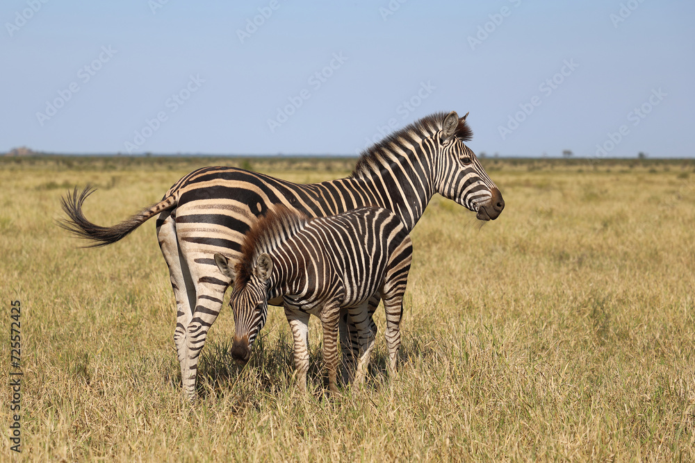 Steppenzebra / Burchell's zebra / Equus quagga burchellii. Steppenzebra / Burchell's zebra / Equus quagga burchellii.