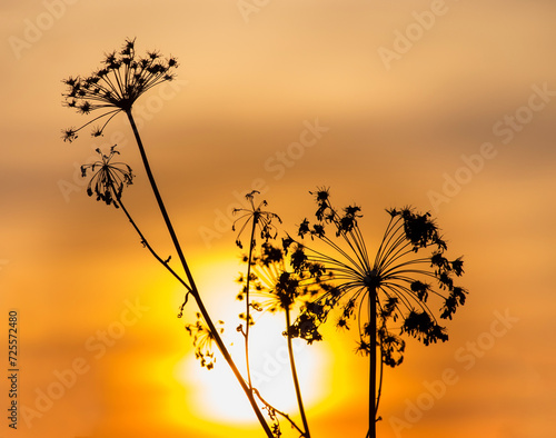 Silhouette of an umbrella plant against the sunrise or sunset sky.