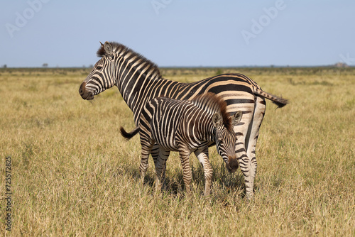 Steppenzebra   Burchell s zebra   Equus quagga burchellii.