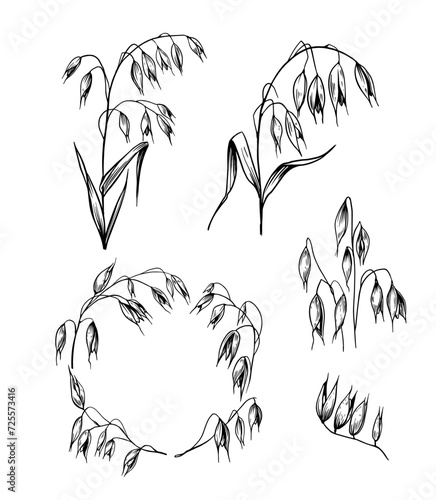 Oats, grains, plant, cereals, realistic sketches, vector illustrations, drawn by hand, black outline on a transparent background
