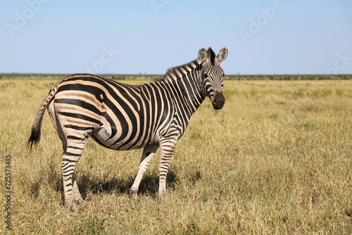 Steppenzebra   Burchell s zebra   Equus quagga burchellii