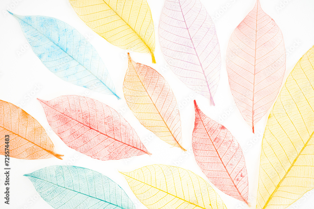 colorful and transparent leaf skeletons. colorful and transparent leaf skeletons.