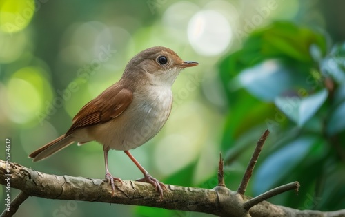 A small bird perched on a branch, surrounded by vibrant green foliage, illuminated by soft, natural light.