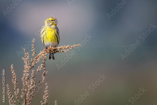 European Serin (Serinus serinus) perched on a dry plant, its yellow plumage vibrant against the soft background of the countryside.