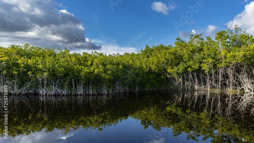 Mangroven in den Everglades, Subtropische Wildnis in Florida