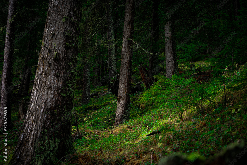 Obraz premium walking and hiking path in the swiss national park, parc naziunal svizzer - green and lush with some autumn touches