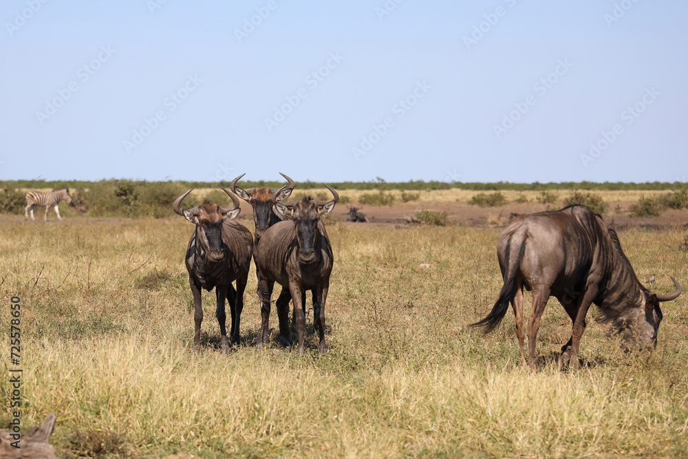 Streifengnu / Blue wildebeest / Connochaetes taurinus Streifengnu / Blue wildebeest / Connochaetes taurinus
