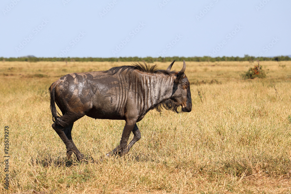 Fototapeta premium Streifengnu / Blue wildebeest / Connochaetes taurinus.
