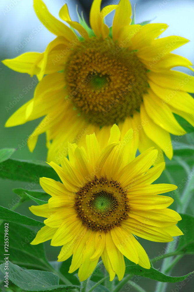 Fototapeta premium 太陽の花