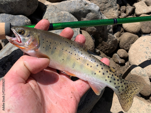 Catching Trout In Small Creek In The Colorado Mountains. 