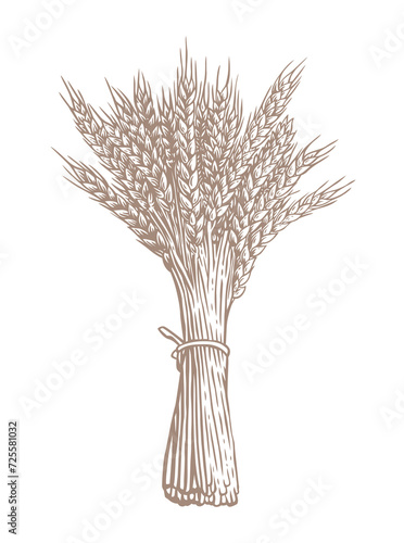Drawing of wheat sheaf