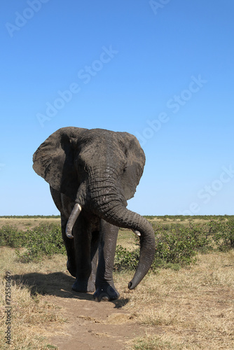 Canvas Print Afrikanischer Elefant / African elephant / Loxodonta africana