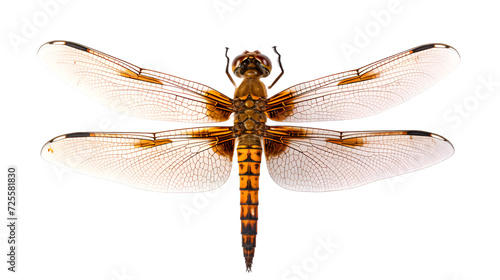 Araffe dragonfly with orange and black wings on transparent background.Vibrant Araffe Dragonfly: Orange and Black Wings on White © asra