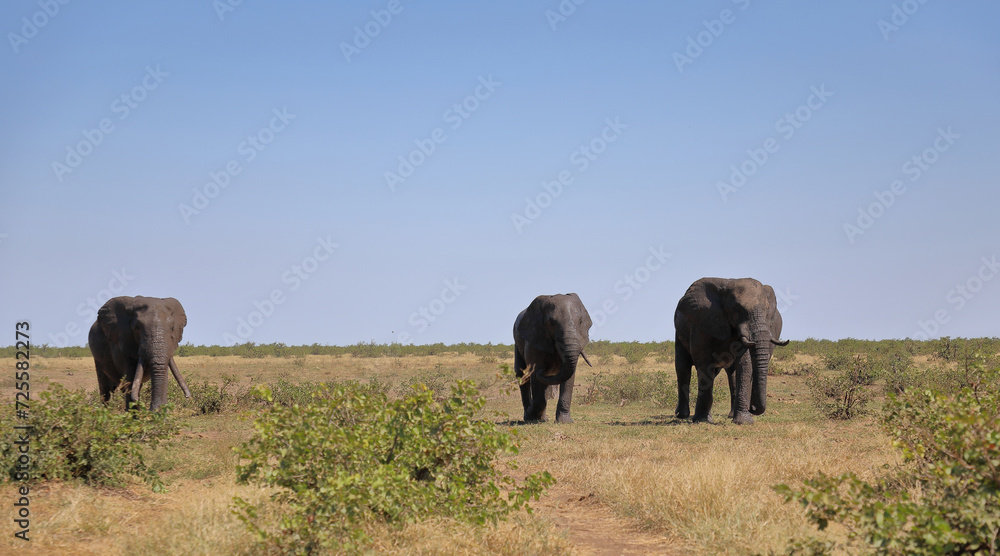 Fototapeta premium Afrikanischer Elefant / African elephant / Loxodonta africana