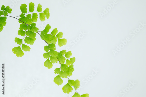 観葉植物の緑が鮮やかなアジアンタム photo