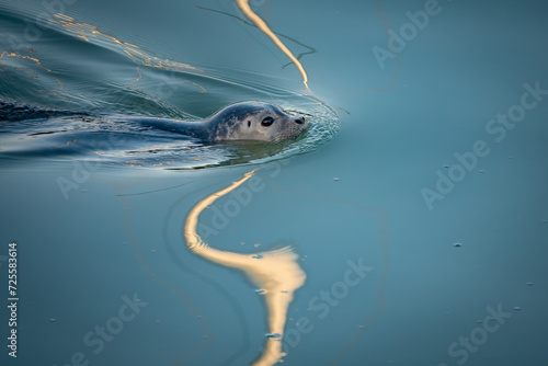 Phoque commun Veau-marin © JEANLUC