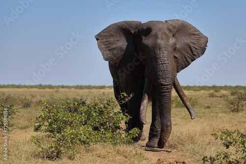 Afrikanischer Elefant   African elephant   Loxodonta africana