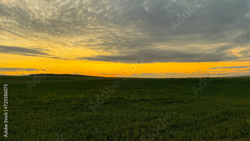 dawn in a field on a green meadow