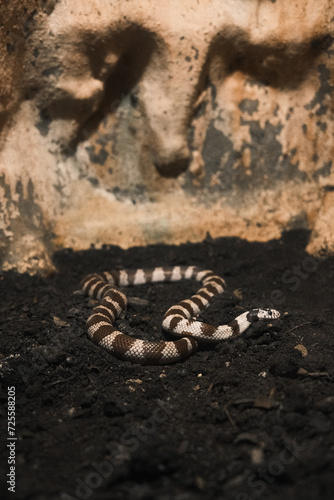 snake with stripes