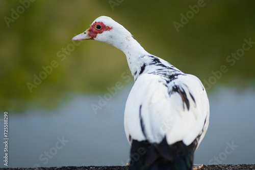 Pato Moscóvia Doméstico. Cairina moschata. Existem várias raças locais ou regionais, e os drakes destes são comumente cruzados com patos domésticos 