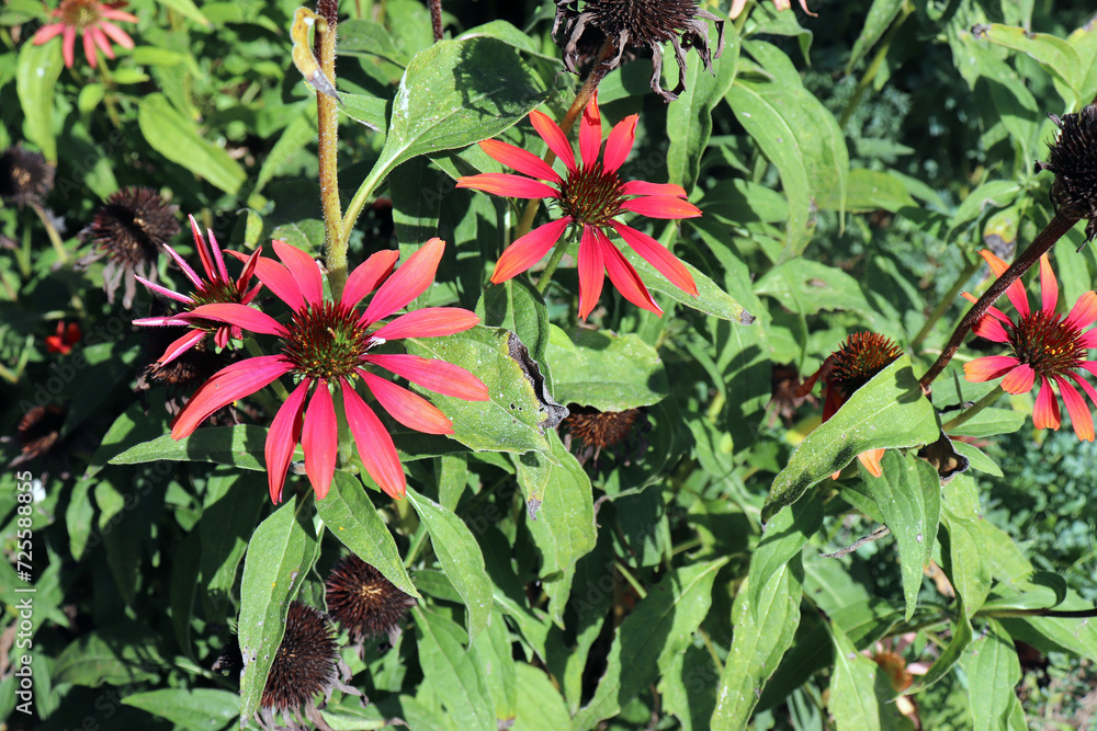 Red coneflower Cheyenne Spirit is blooming in the summer. Coneflowers bloom from June to August. Attractive to butterflies and other insect pollinators. Red coneflower Cheyenne Spirit is blooming in the summer. Coneflowers bloom from June to August. Attractive to butterflies and other insect pollinators.