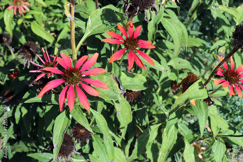 Red coneflower Cheyenne Spirit is blooming in the summer. Coneflowers bloom from June to August. Attractive to butterflies and other insect pollinators.