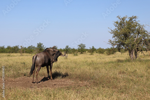 Streifengnu   Blue wildebeest   Connochaetes taurinus