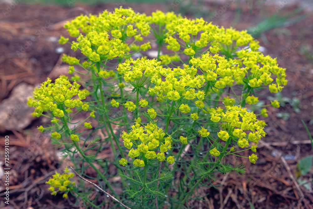 Euphorbia cyparissias. Poisonous perennial plant of the milkweed family. Occasionally used as a medicinal plant. Fragrant flowers, petals are yellowish with a purple tint.