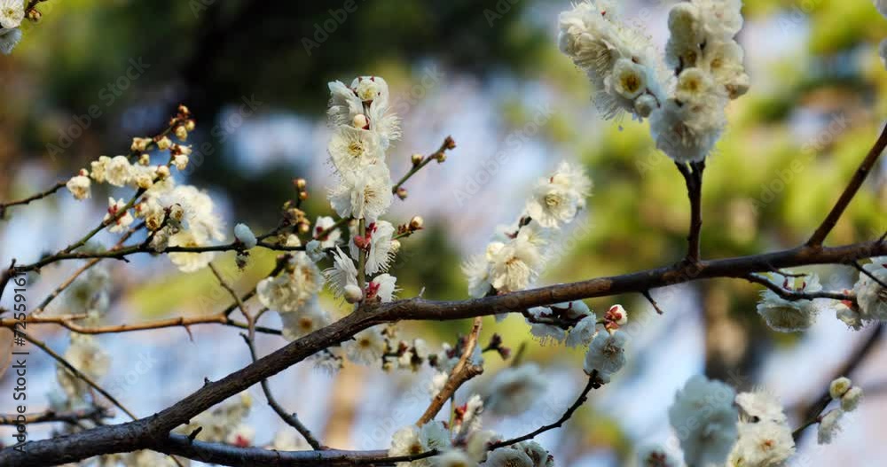 白い梅の花をクローズアップした映像。 白い梅の花をクローズアップした映像。