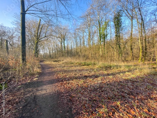 unleafy forest in spring