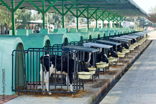 Row of individual plastic calf hutches with young Holstein calves on a modern dairy farm.
