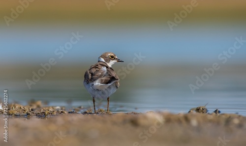 Little Ringed Plover (Charadrius dubius) is a cute species found in many wetlands around the world. It is a common wetland bird in Turkey. © selim