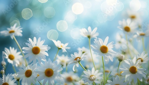 Colorful white daisy fields flowers in summer with bokeh light