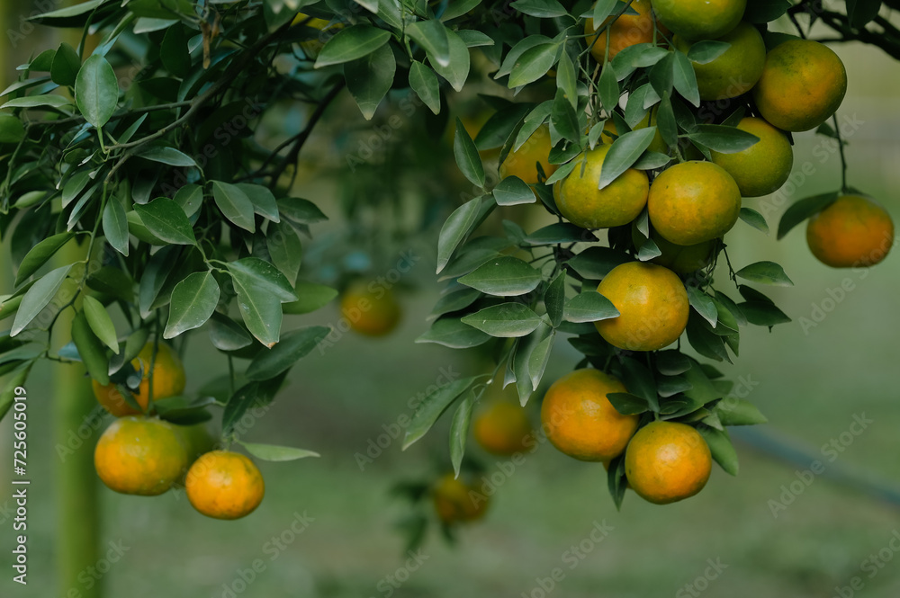 Oranges grow on fruit trees in lush orchards. Oranges grow on fruit trees in lush orchards.