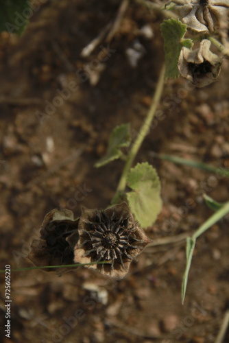 flores secas