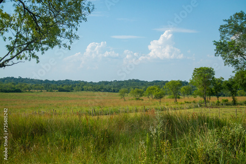 Campo o pradera
