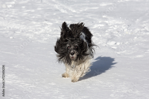 Ponscha, Schapendoes-Pon-Mix  mix running and playing in the snow