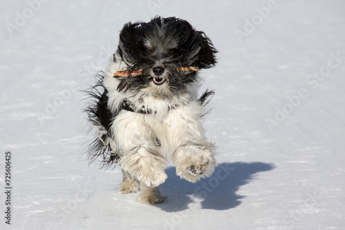 Ponscha mix has great fun in the snow and plays with a stick