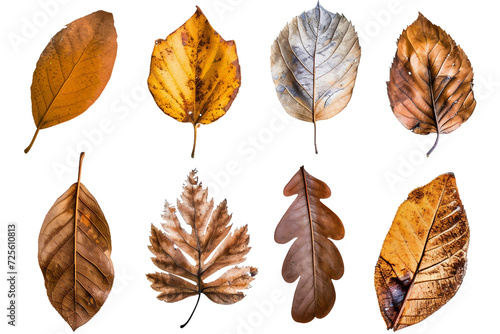 Collection of Dried Leaves Isolated on Transparent Background