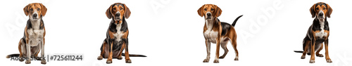 A American Foxhounded dog isolated on transparent background